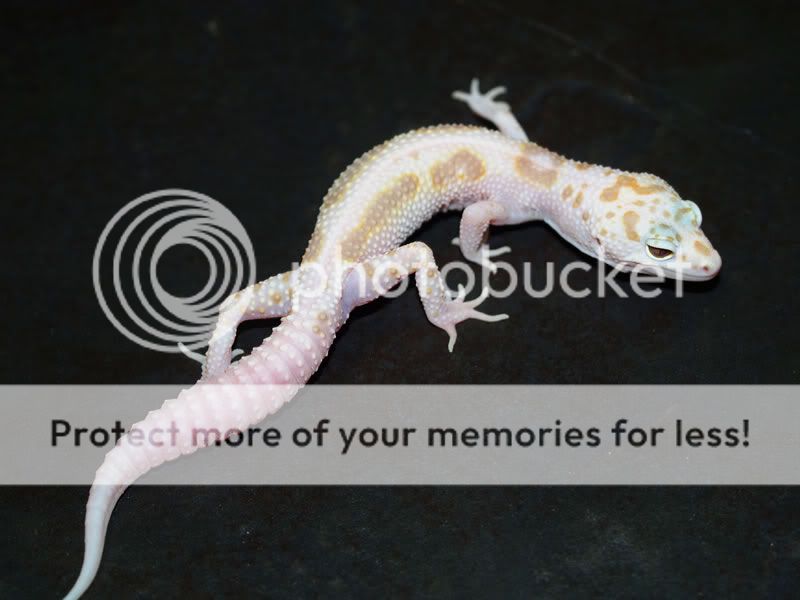Macktremperhetraptorenigma.jpg