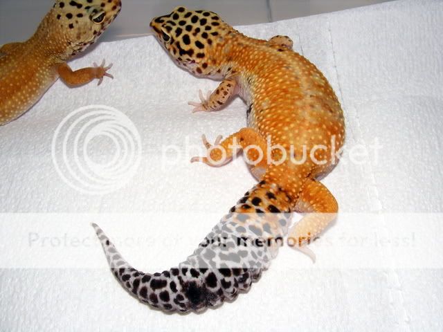 geckos007.jpg