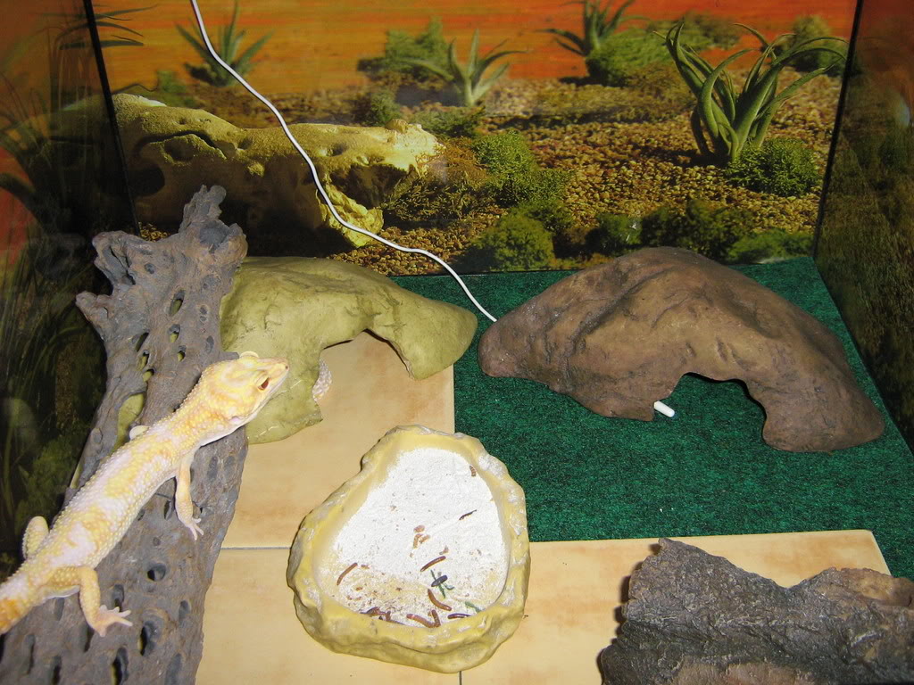 MoreGeckos021.jpg