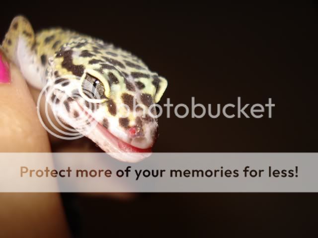 gecko920.jpg
