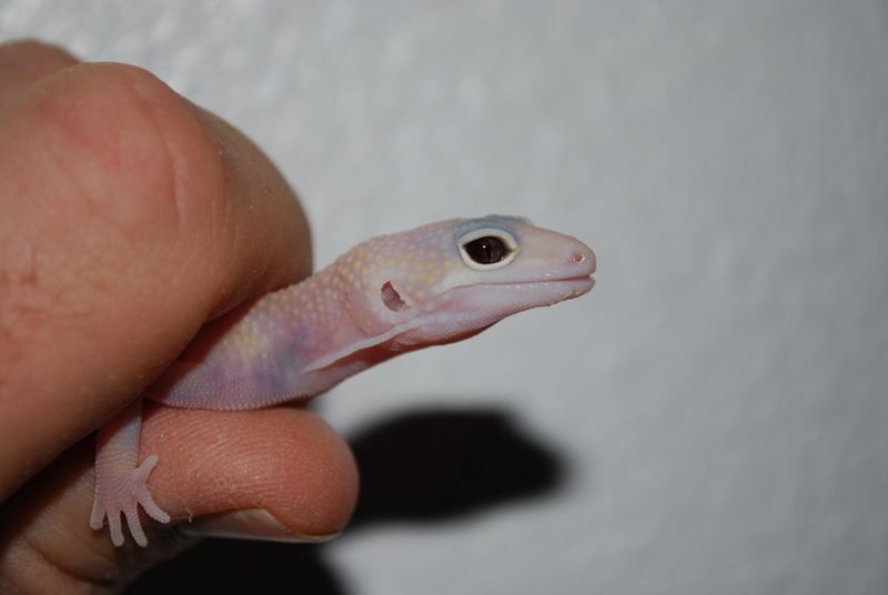 geckos042wa8.jpg