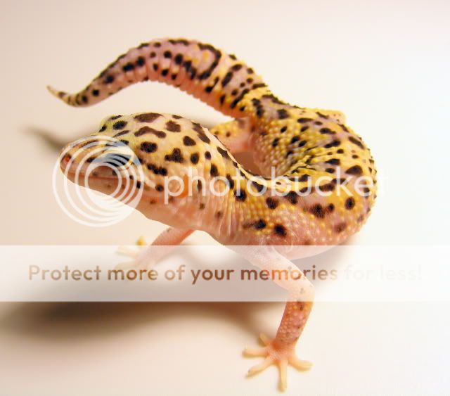 geckoslighttest061.jpg