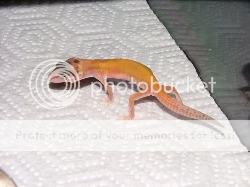 Gecko010.jpg