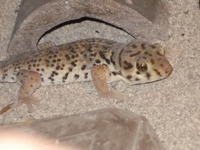 geckoniaenparoedura106.jpg