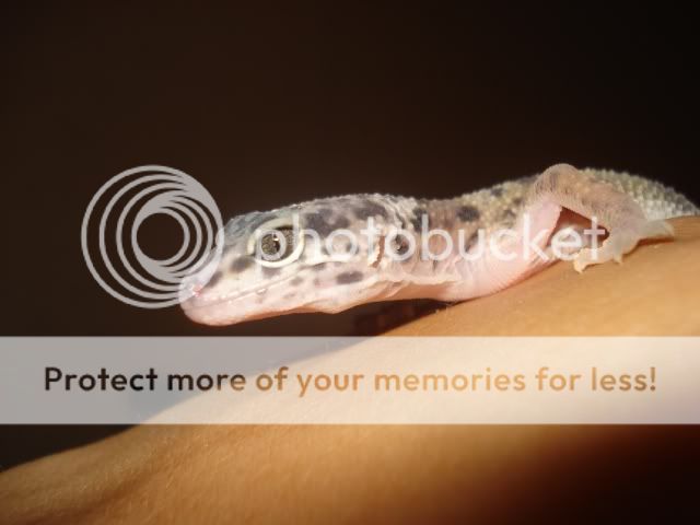 gecko267.jpg