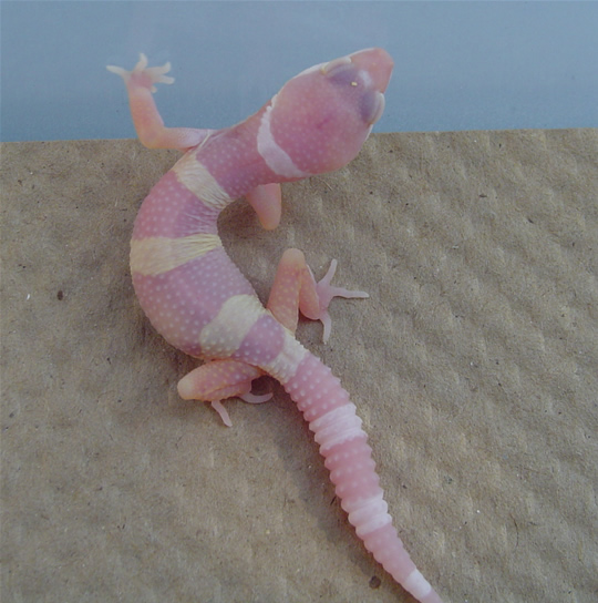 albino5.jpg
