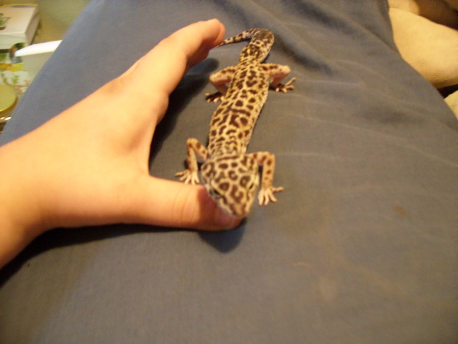 new_female_leopard_gecko_2_by_fuzzybuttbunny-d3rdfyx.jpg