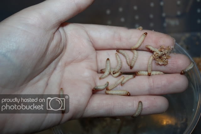 How to Breed Your Own Wax Worms