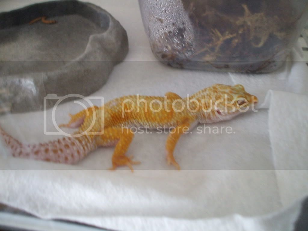 geckos007.jpg