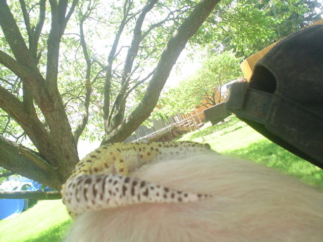 geckorider2.jpg