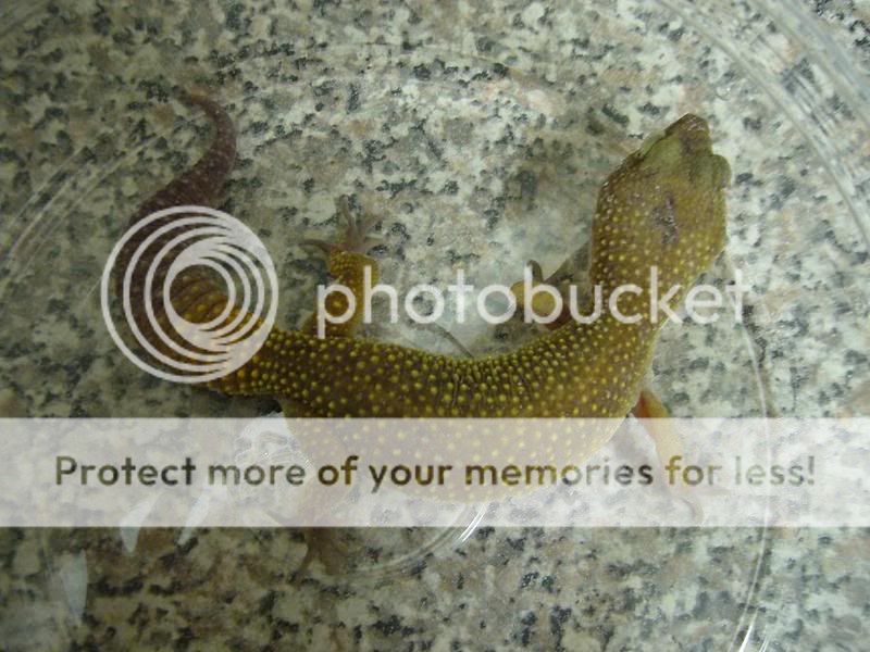 gex076.jpg