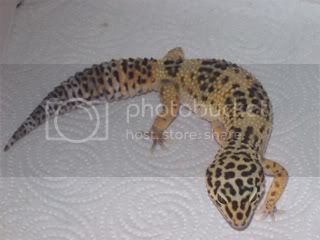 gex003.jpg