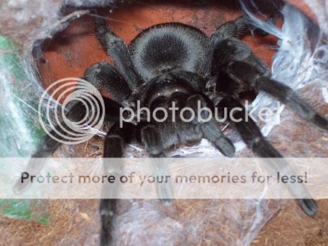 spiderpictures008.jpg