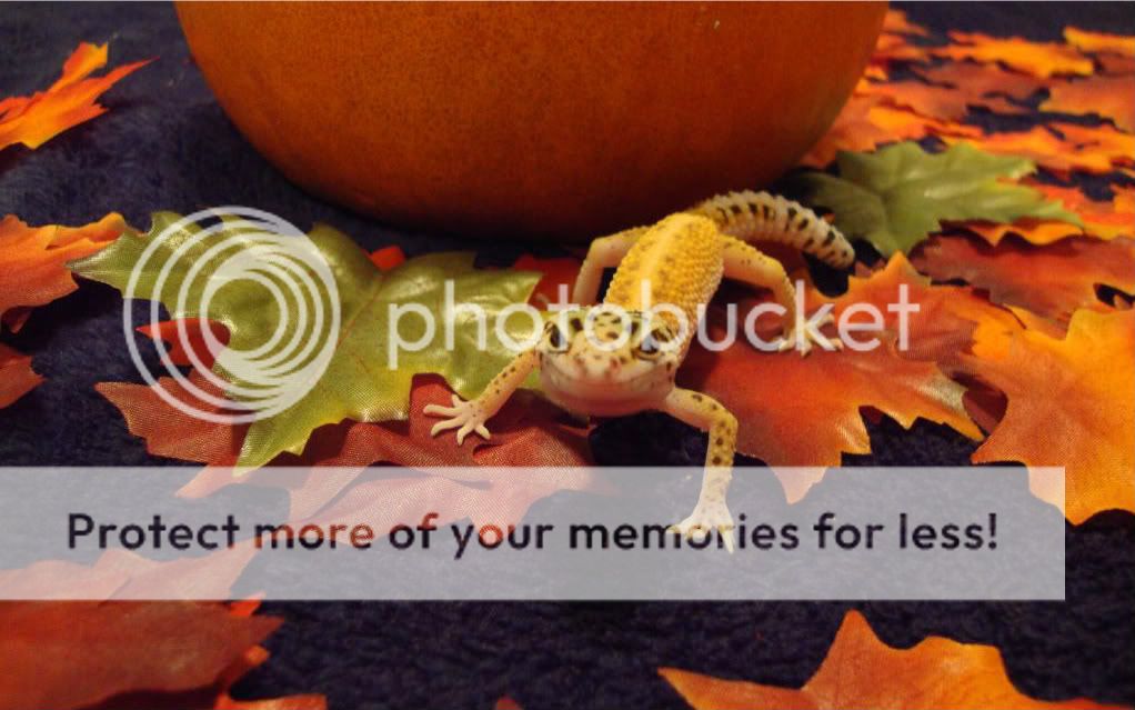 Halloween007-1.jpg