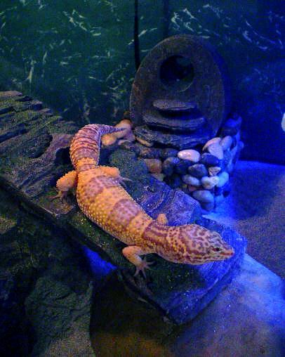 geckogather11.jpg