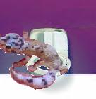 bidetgecko.jpg