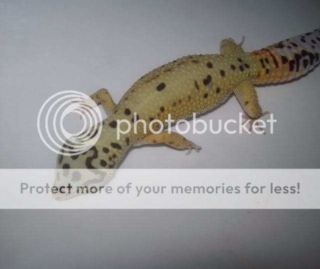 geckosfeb014.jpg