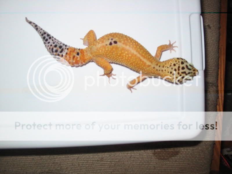 GeckosNov2009151.jpg