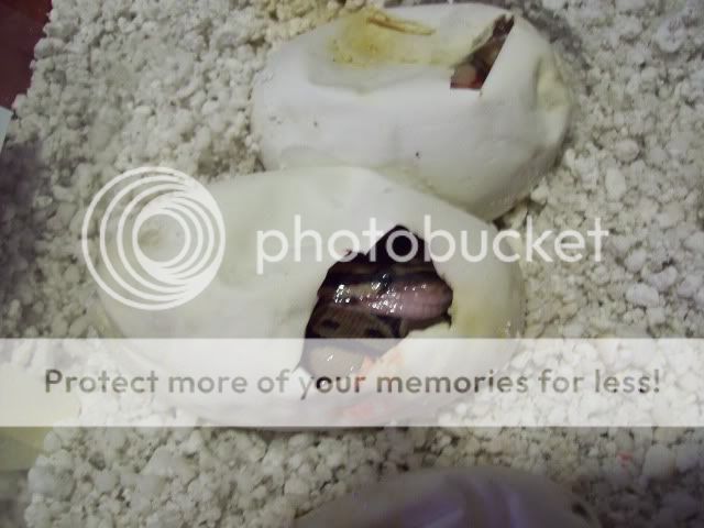 babyballs003.jpg