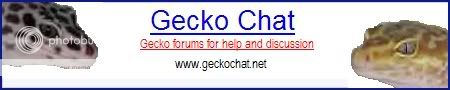 geckochatlogo.jpg