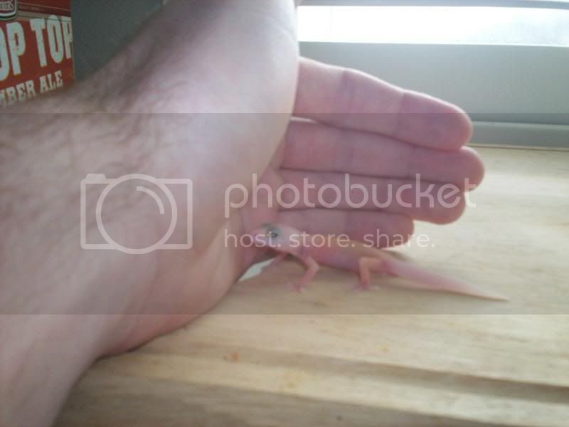 geckos2058.jpg