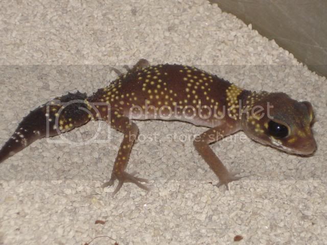 geckoniaenparoedura084.jpg