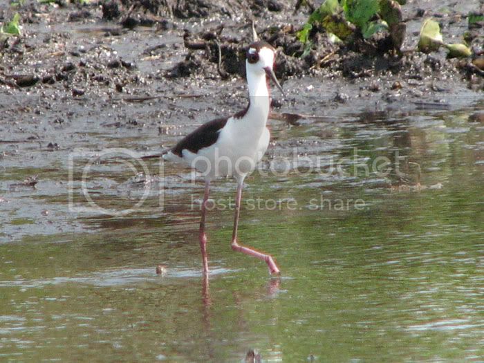 blackneckedstilt.jpg
