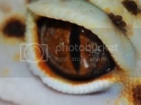 eyes1.jpg