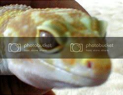 gizmo_eye_4.jpg