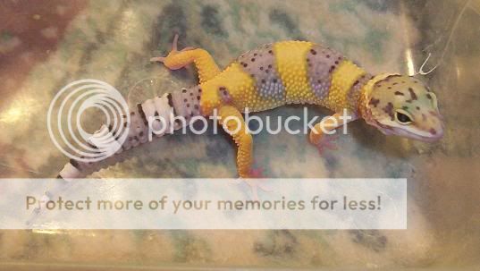 Gecko1.jpg