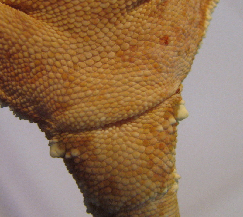 crested_female.jpg