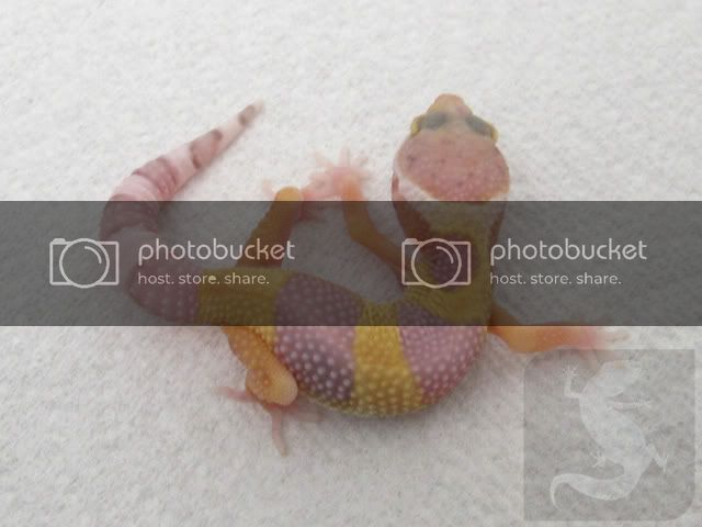 ghostlavbell_4weeks_pb.jpg