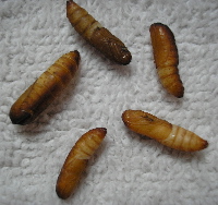 pupas.jpg
