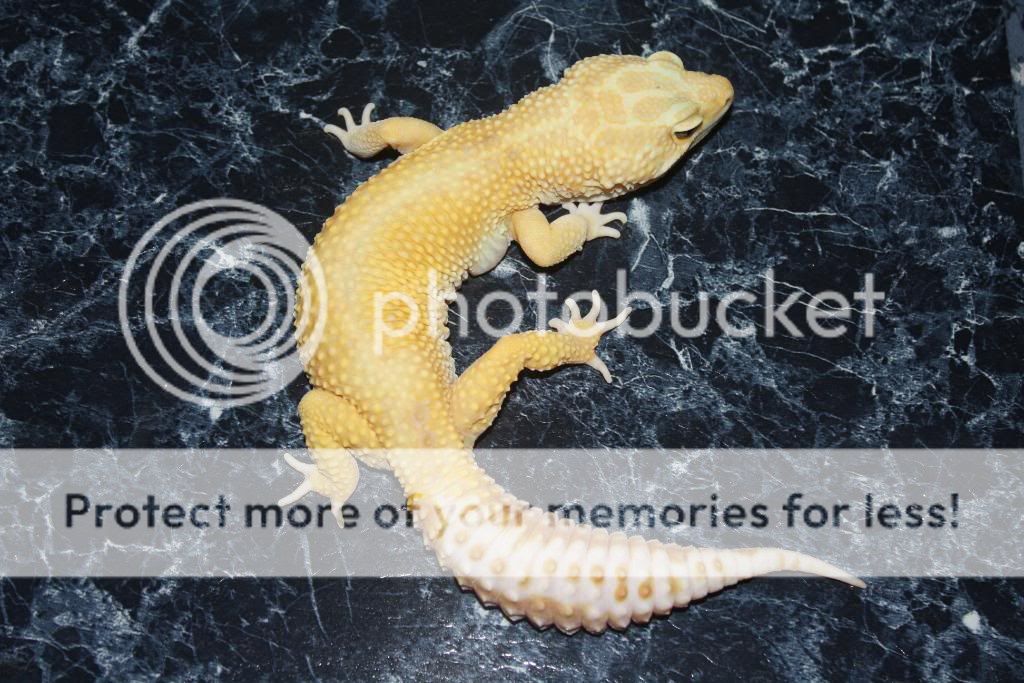 Geckos146.jpg