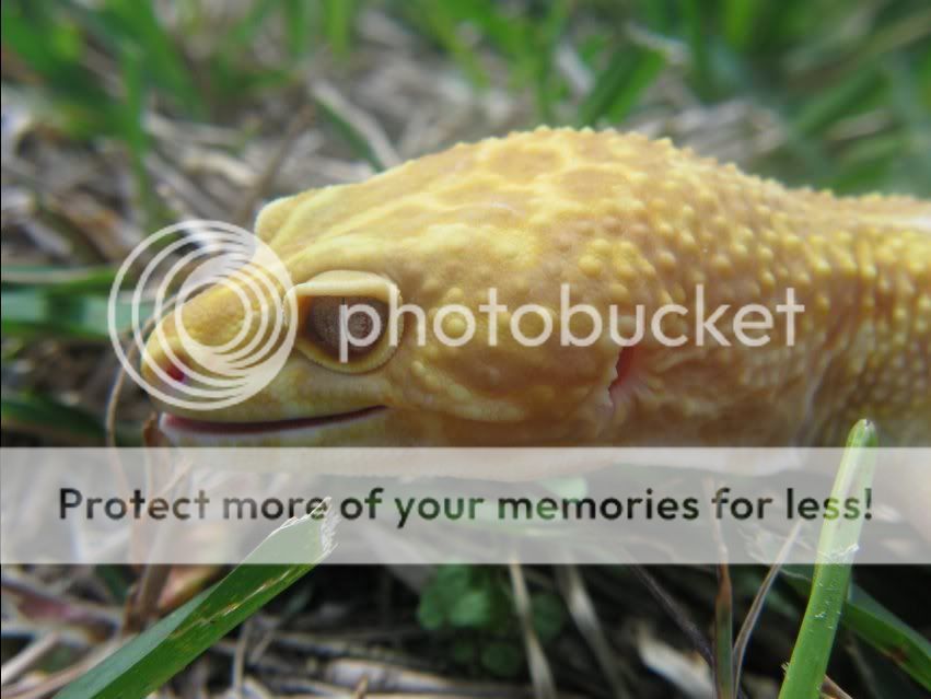 Leopardgeckos333-1.jpg