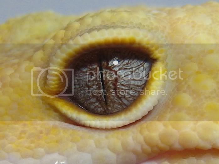 081229149-eye.jpg