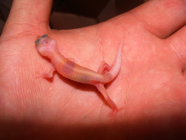 Gecko%20babies%20resize%206.JPG