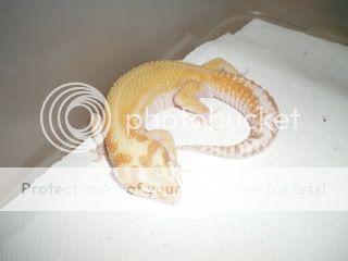 eubleother009.jpg