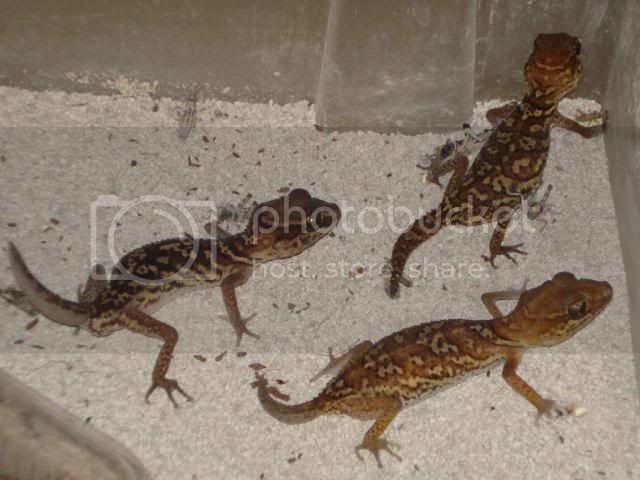 geckoniaenparoedura100.jpg