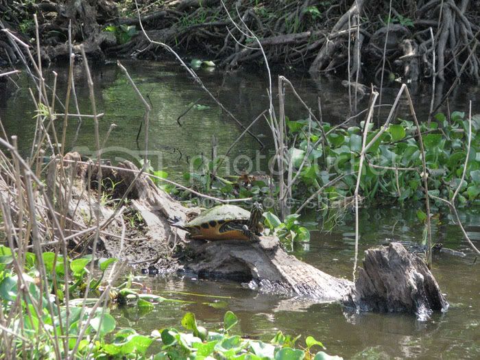 yellowbellyslider.jpg