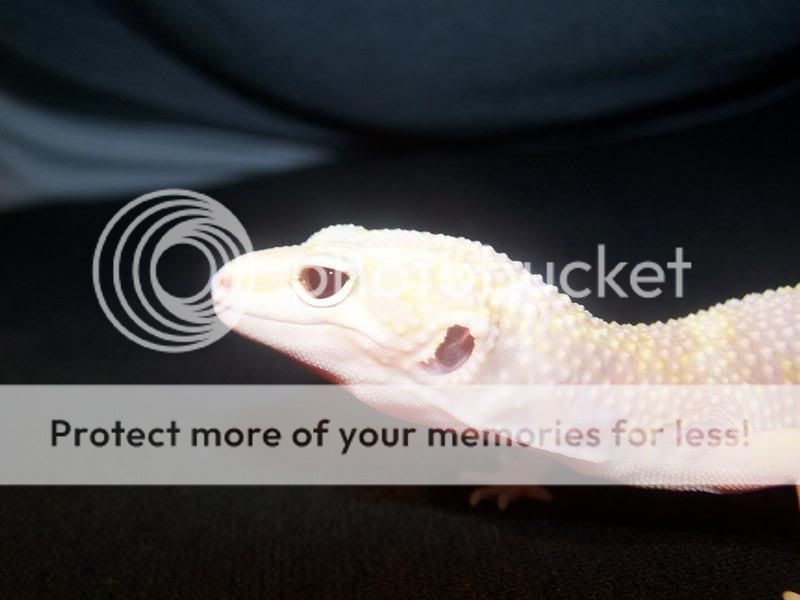 HembraC46MackSnowRAPTOR3.jpg