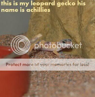 gecko01.jpg