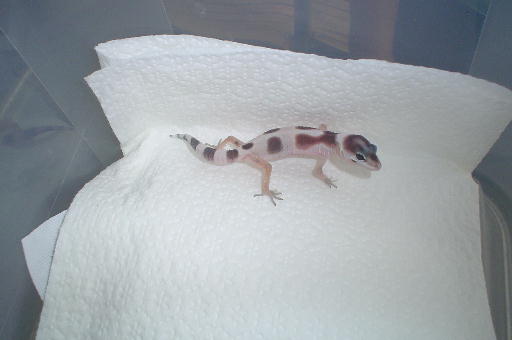 geckosecond2008a1.jpg