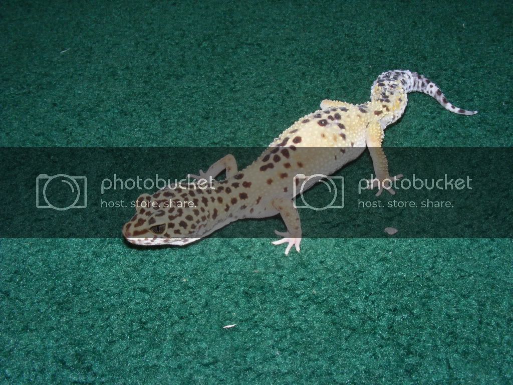 Geckos7-17-08008.jpg