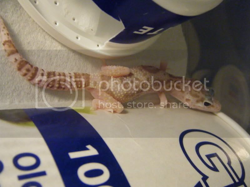 DSCF1083.jpg