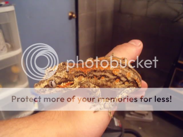 RA_009_3.jpg
