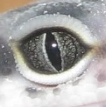 normal-eye1.jpg