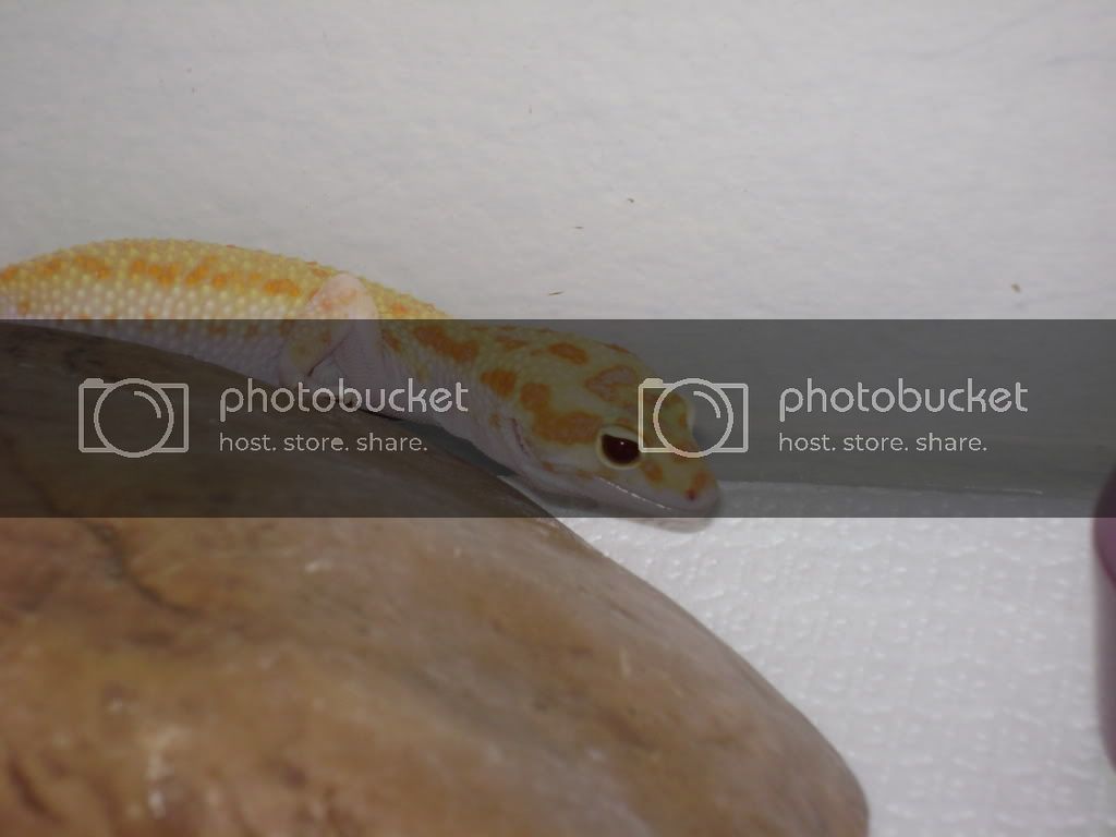 DSC01000.jpg