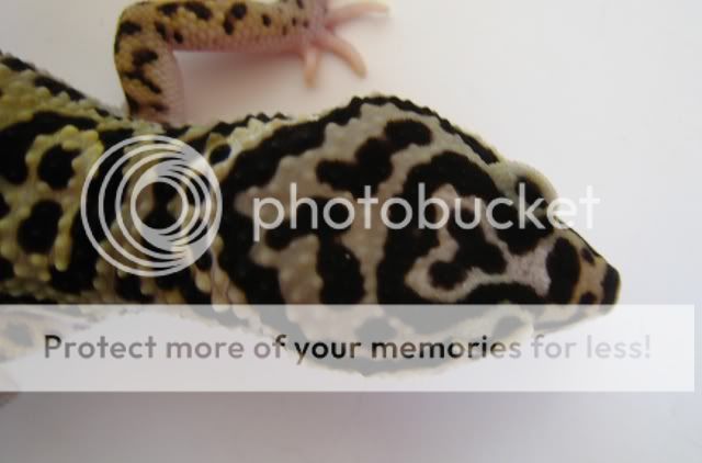 Blackvelvet070922019.jpg