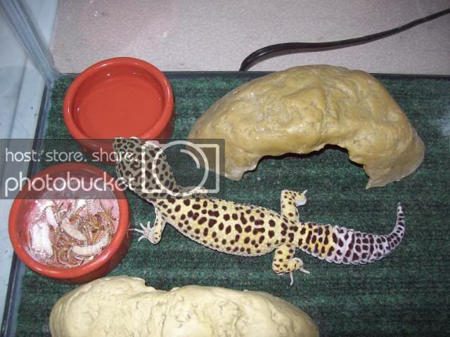 Pets008.jpg